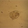 Fish Pharma GTC 1 L - Afbeelding 2
