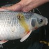 Fish Pharma Propolis - Afbeelding 3