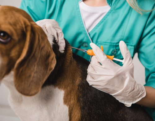 Cropped,View,Of,Veterinarian,Holding,Syringe,For,Microchipping,Beagle,Dog